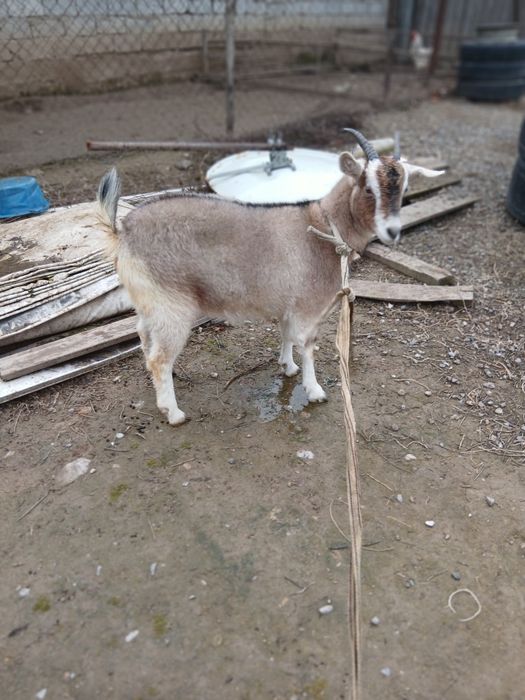 Продам   двоих коз