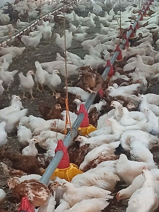 Fermă de pui prahova