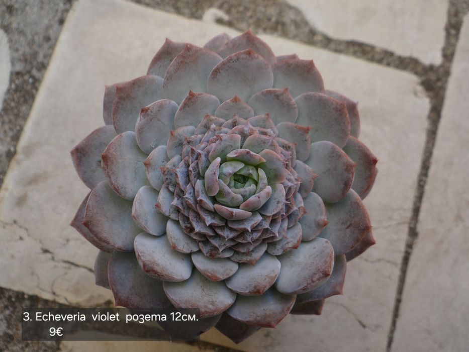 Сукуленти Echeveria различни видове