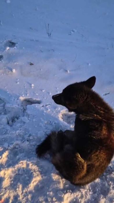 Срочно нужна помощь собаке!