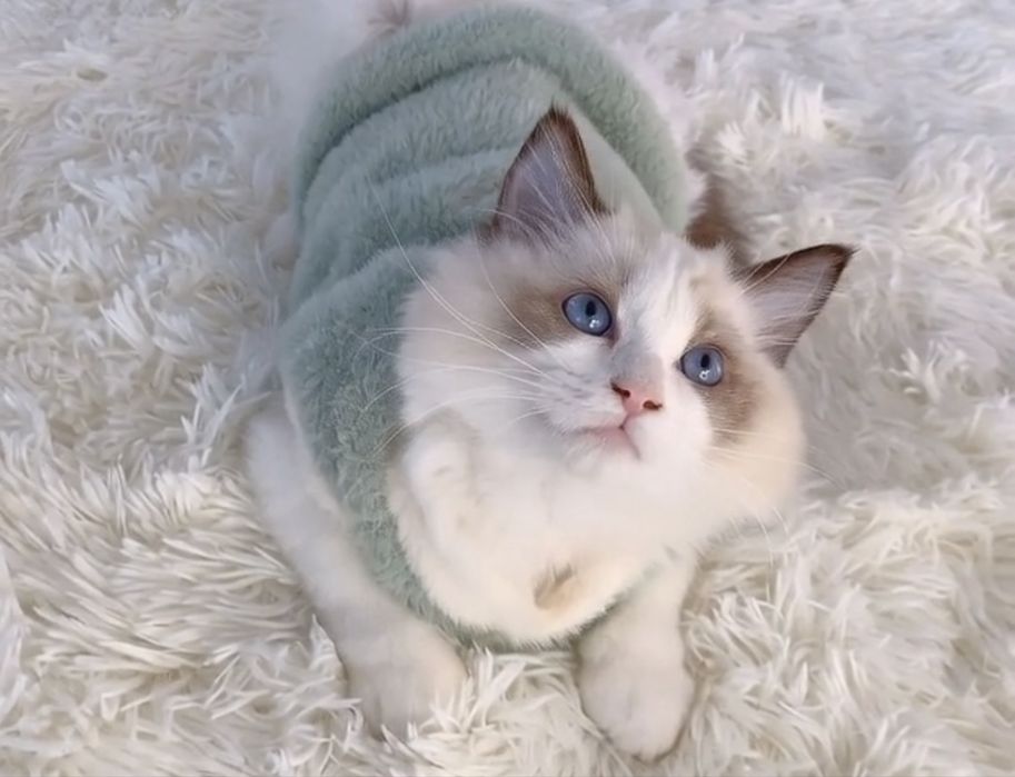 Мысыктын заттары сатылады