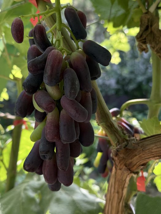 Аватар виноград продается