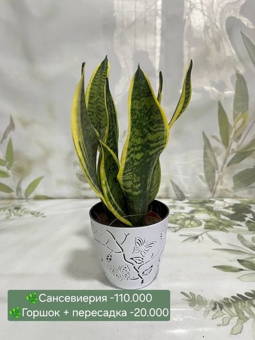 Сансевиерии разных сортов и размеров.