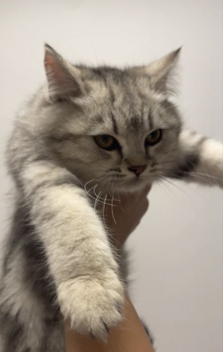 скоттиш шиншилла мушукча сотилади