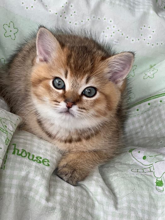 British Shorthair Golden N15