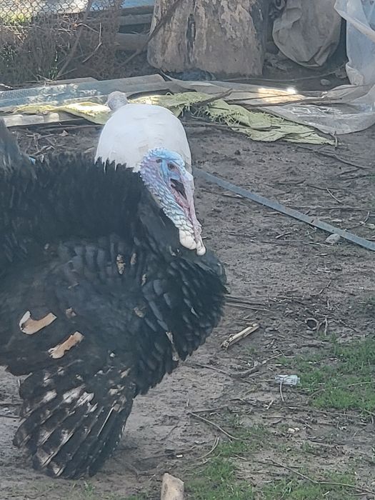 Продаю индюка и индюшек