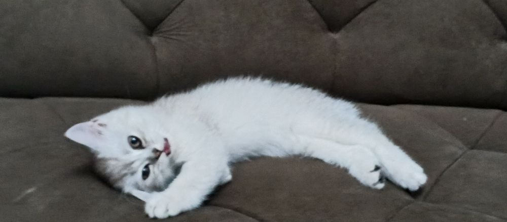 срочно продается британский котик