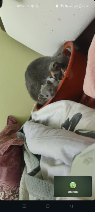 Котята бесплатно, 1 мальчик, 2 девочки