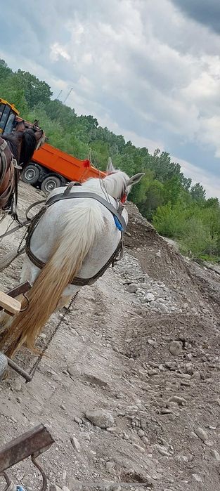 Iapă de vanzare!