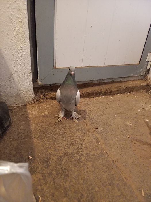 Такла Все еще средний