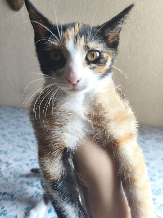 Подарявам коте на 3 месеца