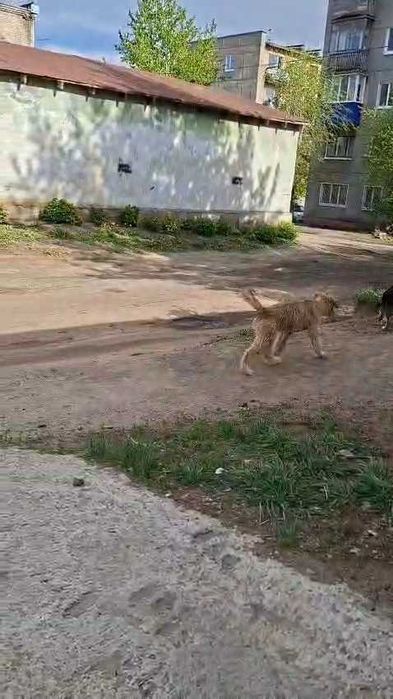Щенки в добрые руки. Срочно!