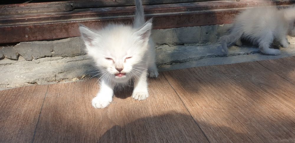 Отдам котят даром