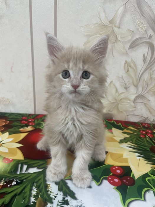 Продаются котята мейн-кун