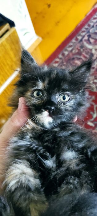 отдам домашних  котят , обе девочки