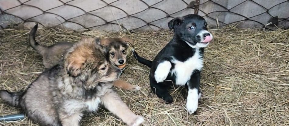 Отдам в добрые руки