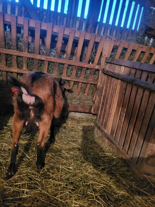 Alpina la prima fatare