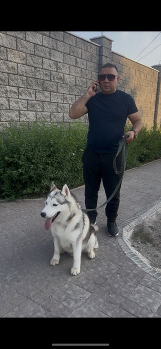 Продам хаски, мальчик