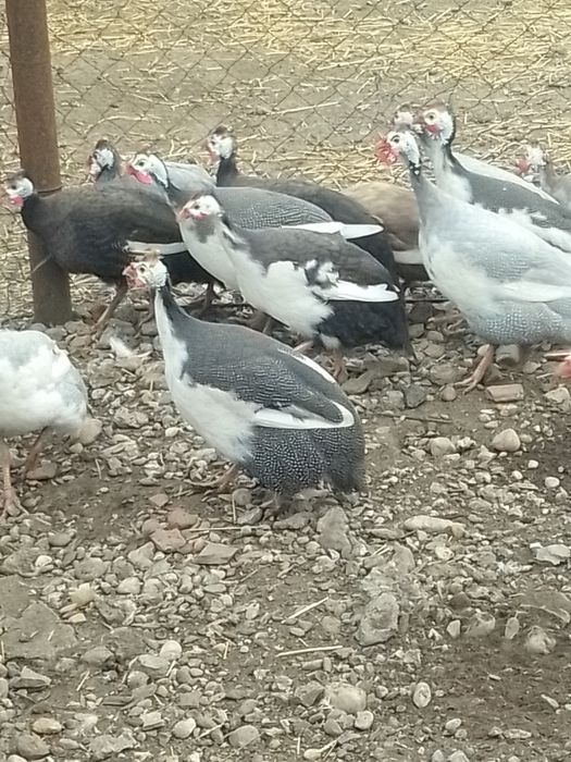 Bibilici femele și masculi de vânzare