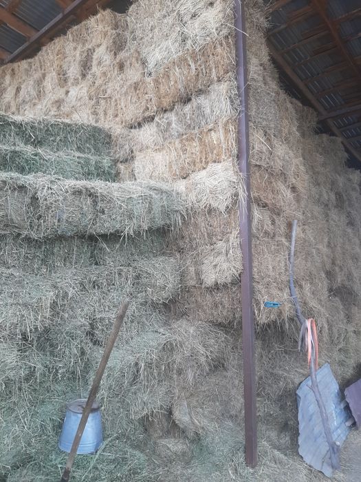 Сено, шоп тюковый