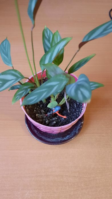 Комнатные  цветы  неприхотливые