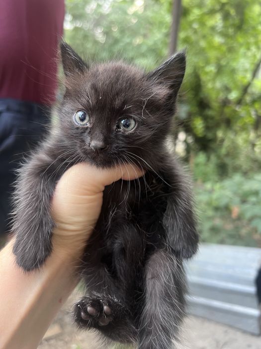 Отдаи котят 1 месяц