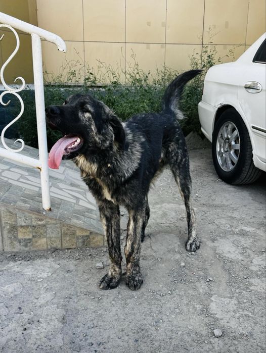 Тобет күшік бесплатно