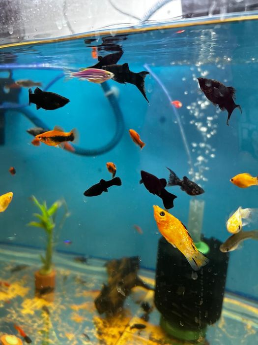 Аквариумные рыбки