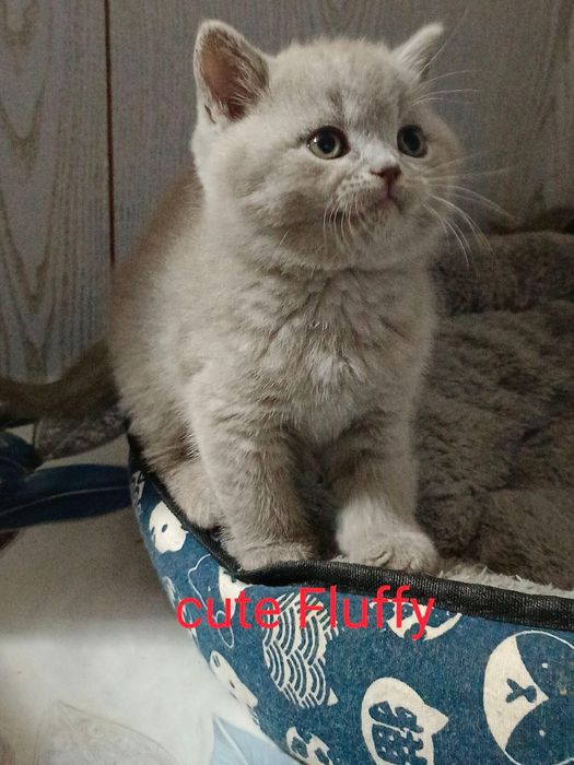 Открыт резерв, котята британские