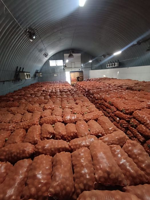 Картошка картошка