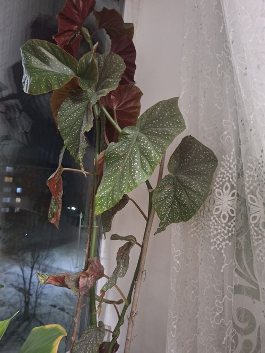 Цветы домашний  домашний