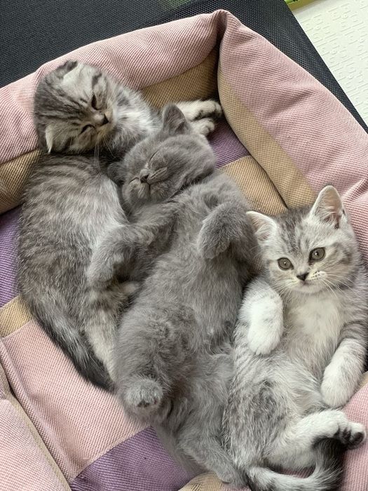 Британские котята