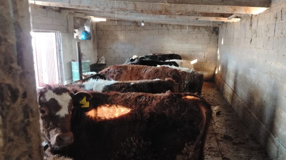 Продам бычков 20 голов