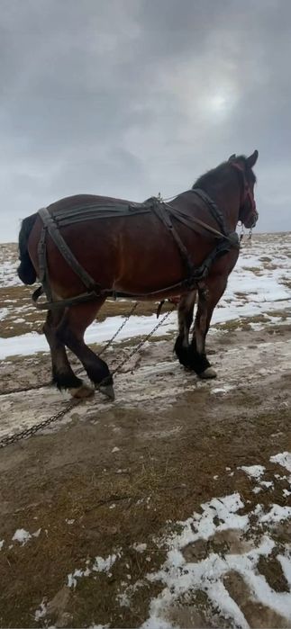 De vânzare, iapa de 6 ani, garantata la orice