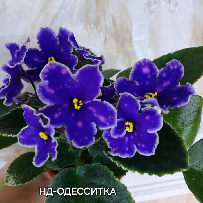 Листочки фиалок 500тг