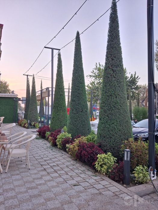 Archa kesish xizmati