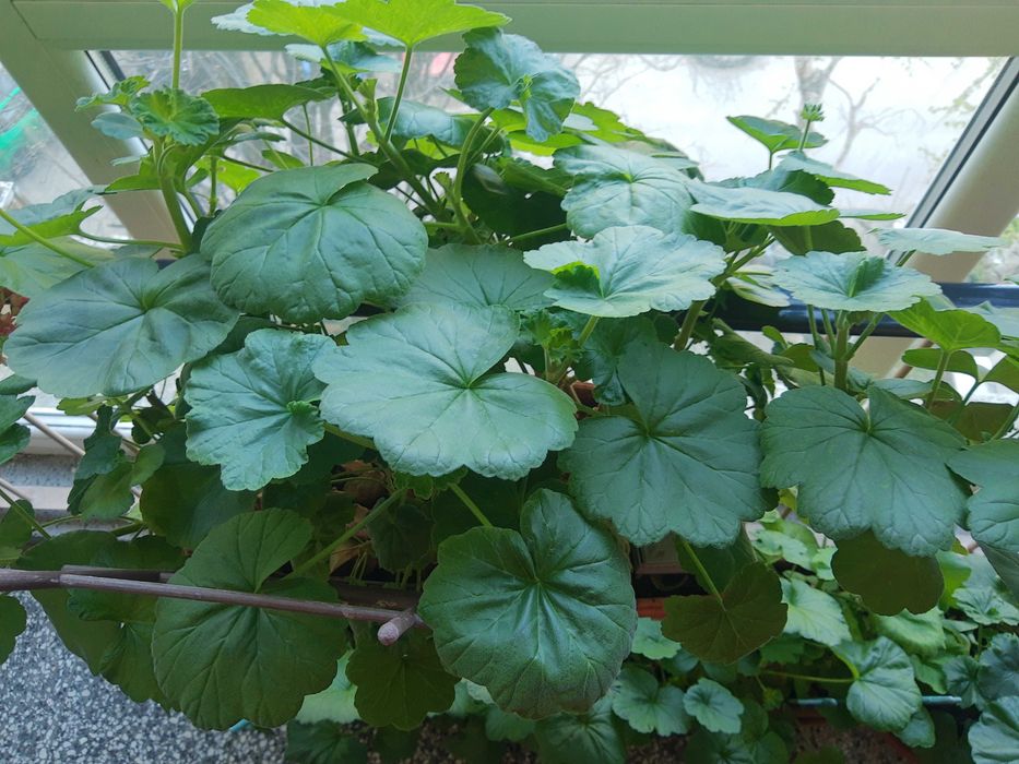 Мушкато,големи ,отгледани в саксия,Последни бройки,намалени 50лв,