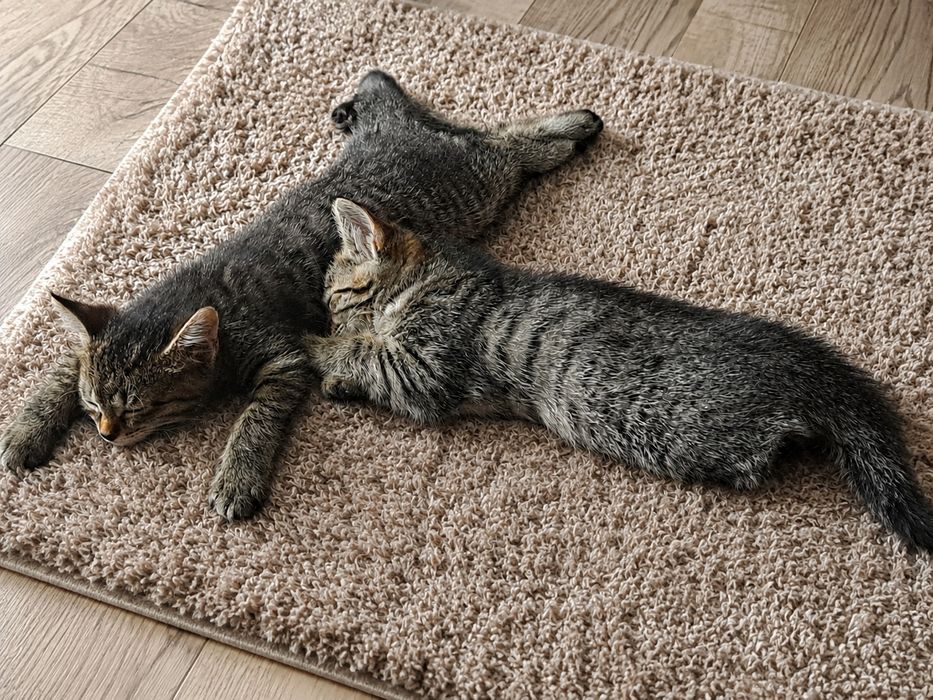 Отдам котят в добрые руки