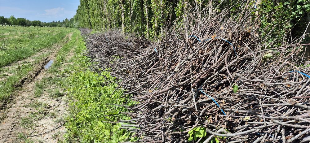 Ўтин сотилади. Қуруқ гилос ўтини.