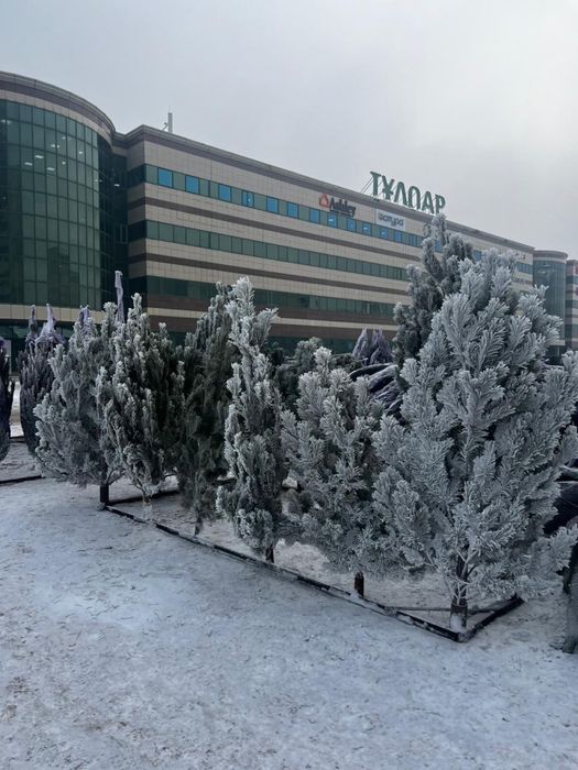 Живые ёлочки.