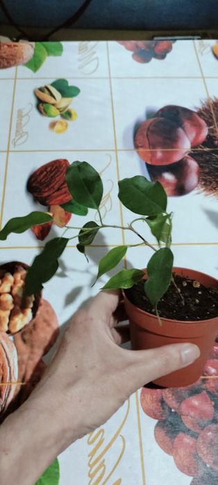 Фикус Бенджамина.