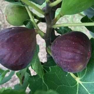 Саженцы инжира Черный Принц