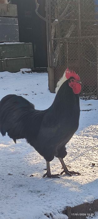 Cocoș Australorp  negru și albastru