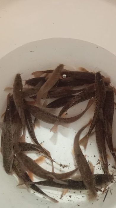 Малёк, живец для рыбалки