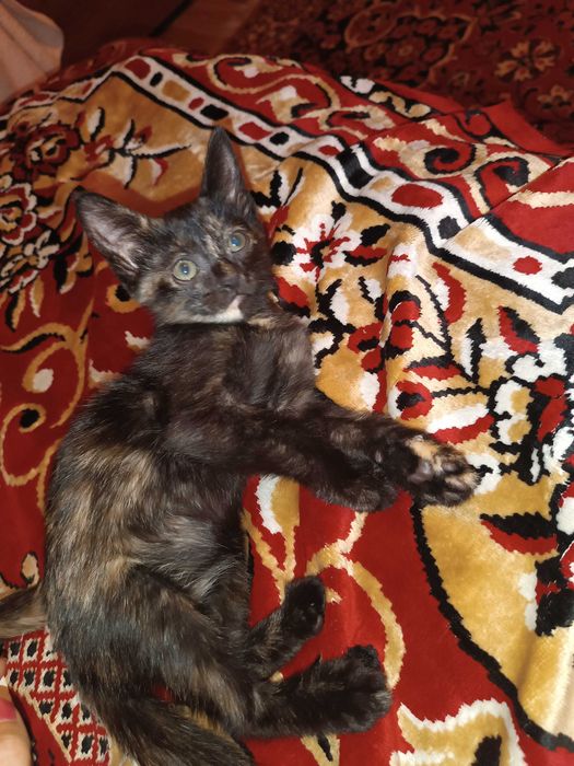 Котята в хорошие руки