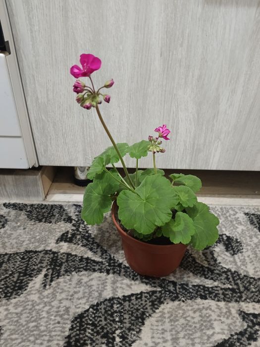 Продаю цветы комнатные