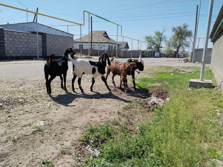 Продам коз камори нубы