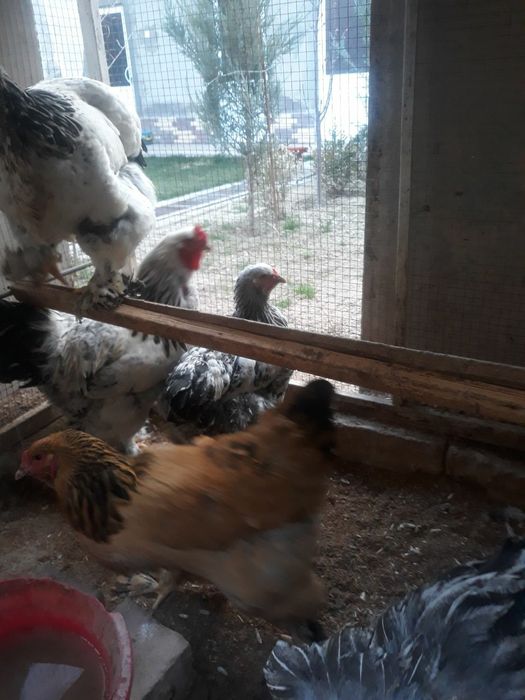 Светлый брама тухумлари