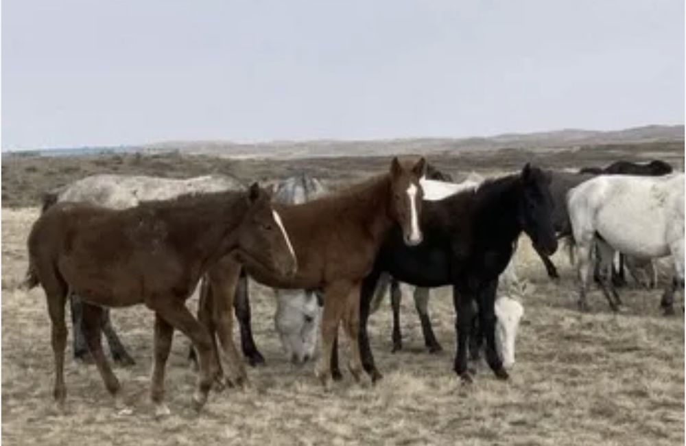 Жабагы тайлар сатылады