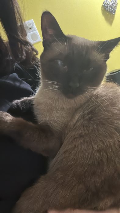 Кошка Ева ищет дом